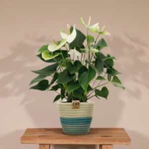 Anthurium andreanum Namora incl. PURE mand – Ø12cm – 45cm