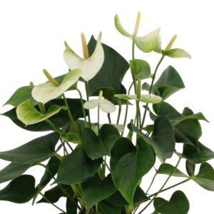 Anthurium andreanum Namora incl. PURE mand – Ø12cm – 45cm