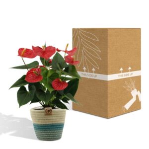 Anthurium andreanum Esudo incl. PURE mand – Ø12cm – 45cm