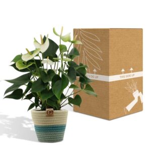 Anthurium andreanum Namora incl. PURE mand – Ø12cm – 45cm