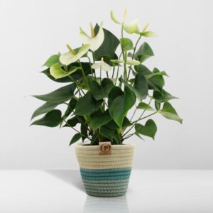 Anthurium andreanum Namora incl. PURE mand – Ø12cm – 45cm