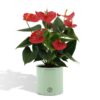 Anthurium andreanum Esudo incl. PURE zink – Ø12cm – 45cm