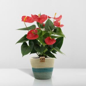 Anthurium andreanum Esudo incl. PURE mand – Ø12cm – 45cm