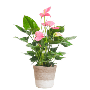 Anthurium Pink Explosion met Lissabon mand wit – Ø17cm – 55cm