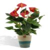 Anthurium andreanum Diamond Red incl. PURE mand – Ø12cm – 45cm