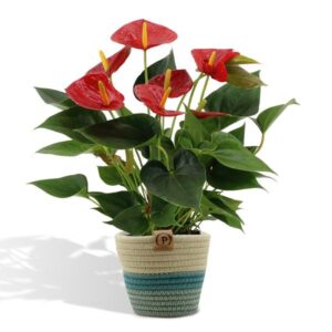 Anthurium andreanum Diamond Red incl. PURE mand – Ø12cm – 45cm