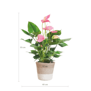 Anthurium Pink Explosion met Lissabon mand wit – Ø17cm – 55cm