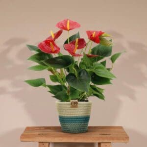 Anthurium andreanum Diamond Red incl. PURE mand – Ø12cm – 45cm