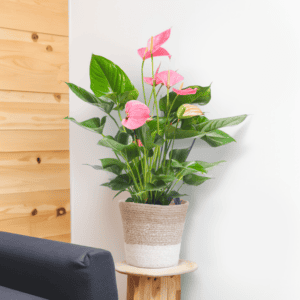 Anthurium Pink Explosion met Lissabon mand wit – Ø17cm – 55cm