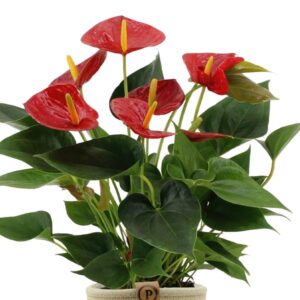 Anthurium andreanum Diamond Red incl. PURE mand – Ø12cm – 45cm