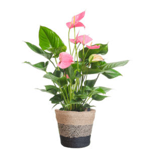 Anthurium Pink Explosion met Lissabon mand zwart – Ø17cm – 55cm