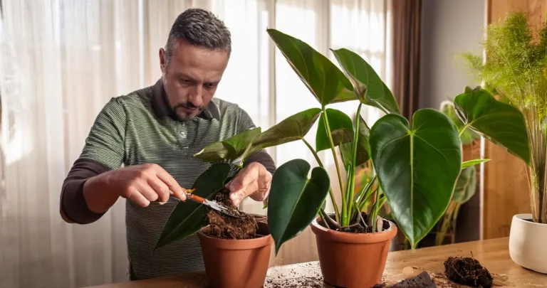 anthurium stekken