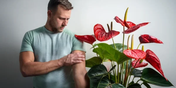 Is de Anthurium giftig?