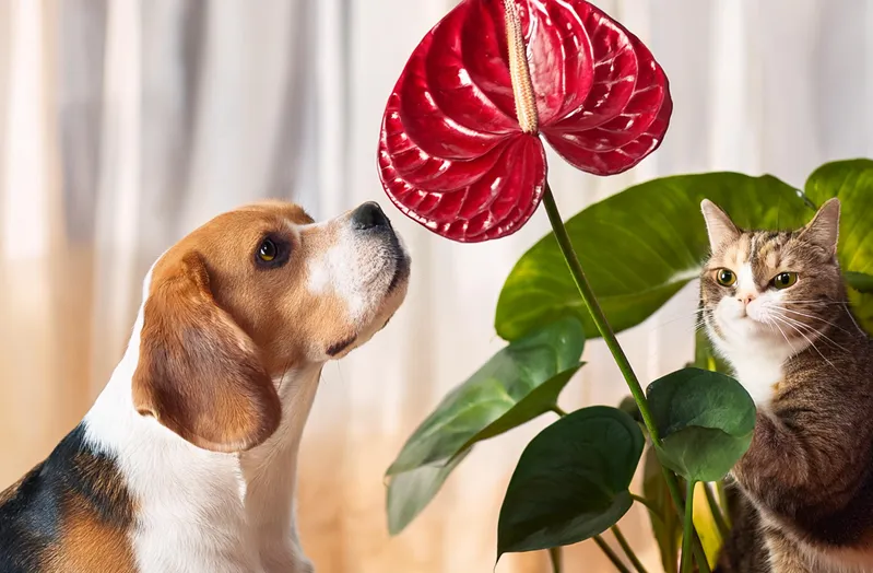 flamingo plant anthurium giftig voor honden en katten