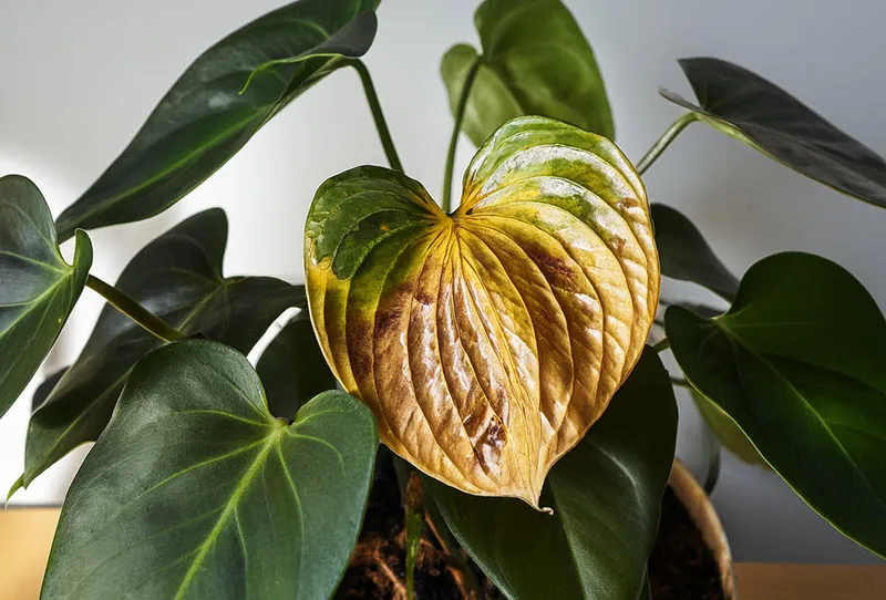 anthurium problemen geel blad