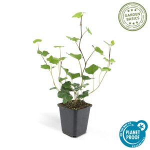 Hedera Hibernica – 10-25cm – Ø9cm – 12x