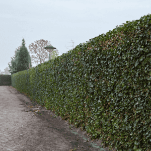 Hedera Hibernica – Klimop – Gestokt – ↨80 – 100 cm