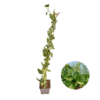 Hedera Hibernica – Klimop – Gestokt – ↨80 – 100 cm