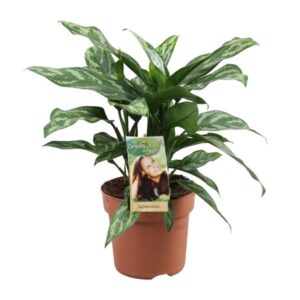 Aglaonema Maria – Ø17cm – 40cm