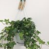 Hedera Helix Groen – Hangpot Wit / Basic – Ø17cm – cm