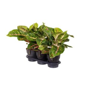 Aglaonema Spring Red – Ø19cm – 60cm