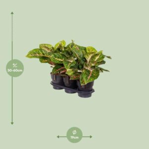 Aglaonema Spring Red – Ø19cm – 60cm