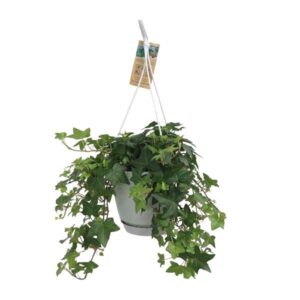 Hedera Helix Groen – Hangpot Wit / Basic – Ø17cm – cm