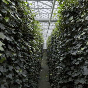 Hedera Hibernica – Klimop – Kant-en-Klaar Haag | ↔120cm – ↨180 cm