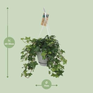 Hedera Helix Groen – Hangpot Wit / Basic – Ø17cm – cm