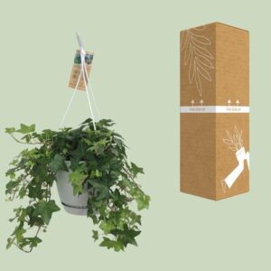 Hedera Helix Groen – Hangpot Wit / Basic – Ø17cm – cm