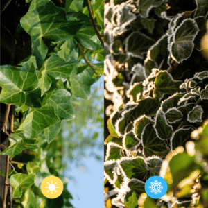 Hedera Hibernica – Klimop – Kant-en-Klaar Haag | ↔120cm – ↨180 cm