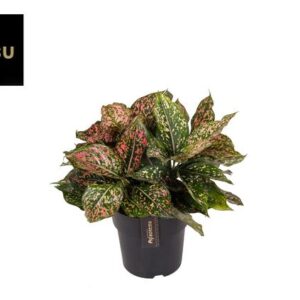 Aglaonema Pink Leopard – Ø19cm – 40cm