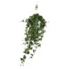 Hedera Helix Pitsburg – Hang/XXL – Ø17cm – 90cm