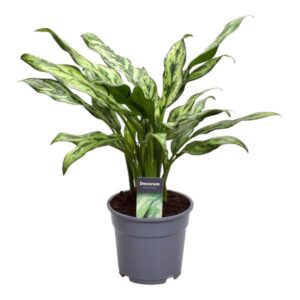 Aglaonema Juliette – 40 cm – ø12