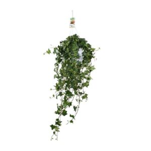 Hedera Helix Pitsburg – Hang/XXL – Ø17cm – 90cm