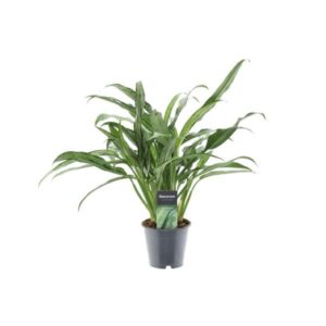 Aglaonema Juliette – 40 cm – ø12