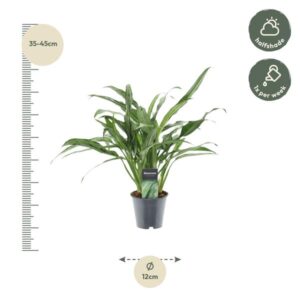 Aglaonema Juliette – 40 cm – ø12