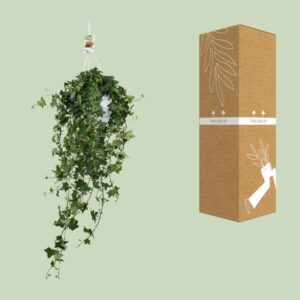 Hedera Helix Pitsburg – Hang/XXL – Ø17cm – 90cm