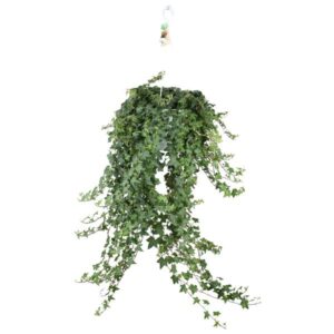 Hedera Helix Pitsburg – Hang/XXL – Ø24cm – cm