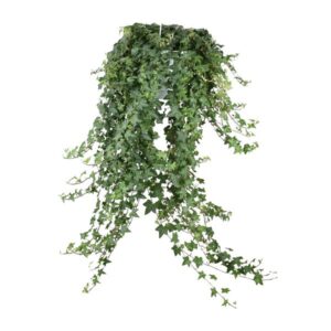 Hedera Helix Pitsburg – Hang/XXL – Ø24cm – cm