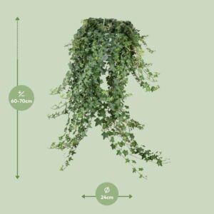 Hedera Helix Pitsburg – Hang/XXL – Ø24cm – cm