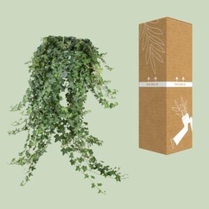 Hedera Helix Pitsburg – Hang/XXL – Ø24cm – cm