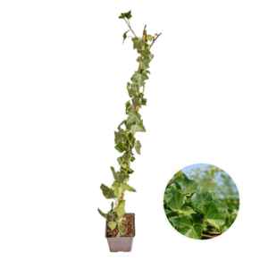 Hedera Hibernica – Klimop – Gestokt – ↨80 – 100 cm