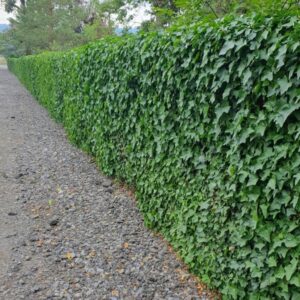 Hedera Hibernica – 10-25cm – Ø9cm – 12x