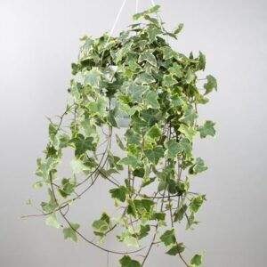 Hedera Helix Gold Child – Hang/XXL – Ø24cm – cm