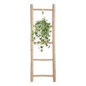 Hedera Helix Gold Child – Hang/XXL – Ø24cm – cm