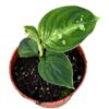 Aglaonema Pictum Bicolor – Ø10,5cm – 15cm