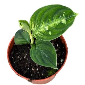 Aglaonema Pictum Bicolor – Ø10,5cm – 15cm