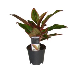 Aglaonema Crete Ø12cm – 50cm