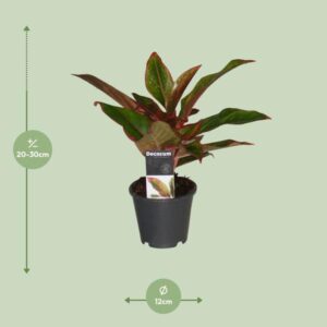 Aglaonema Crete Ø12cm – 50cm